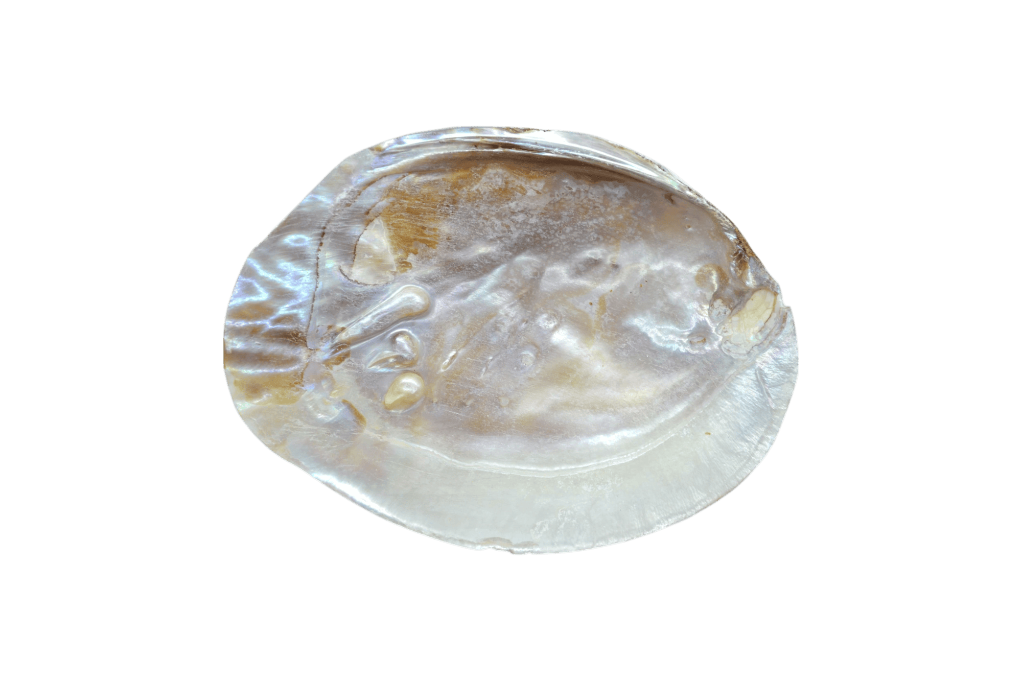 Concha de madre perla