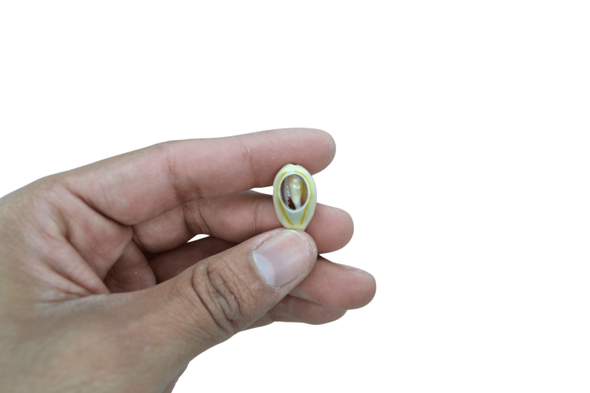 Conchitas de caracol - Imagen 2
