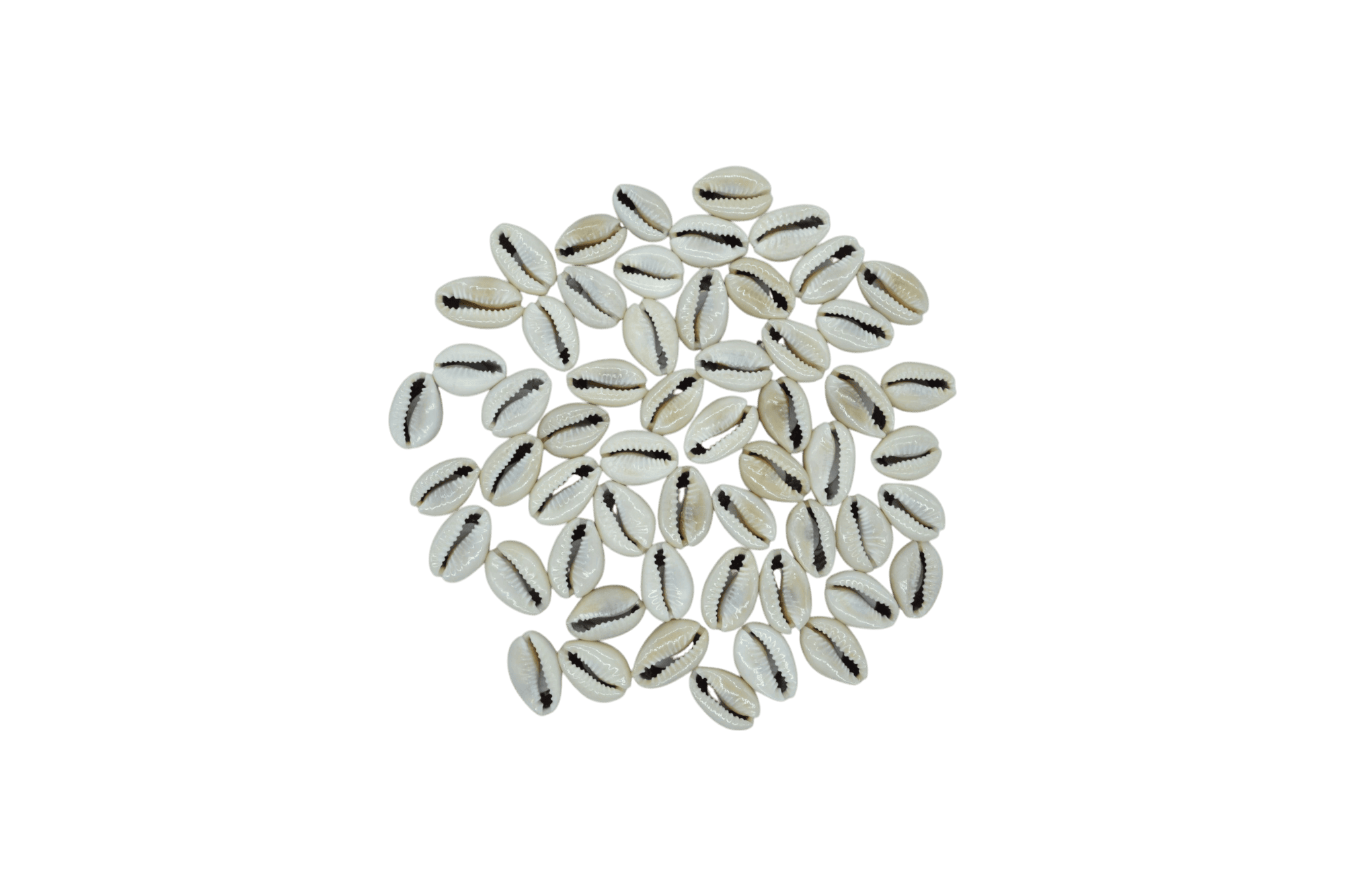 Conchitas de caracol